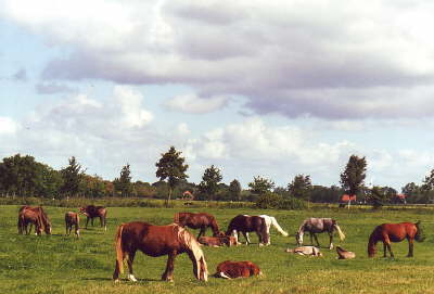 Herd of broodmares