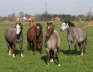 Herd of mares